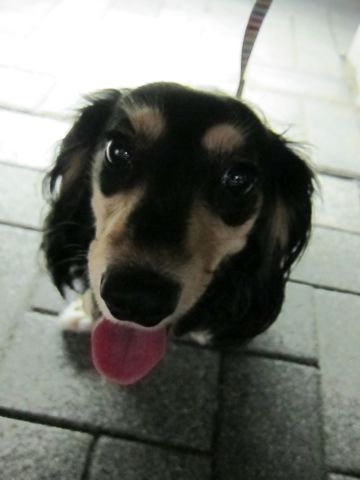ダックストリミング東京ダックスフントカニヘン都内ペットホテル様子おさんぽ犬おあずかり料金文京区フントヒュッテ駒込かわいいカニヘンダックス画像hundehutte33.jpg