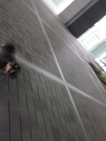ダックストリミング東京ダックスフントカニヘン都内ペットホテル様子おさんぽ犬おあずかり料金文京区フントヒュッテ駒込かわいいカニヘンダックス画像hundehutte34.jpg