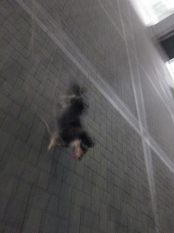 ダックストリミング東京ダックスフントカニヘン都内ペットホテル様子おさんぽ犬おあずかり料金文京区フントヒュッテ駒込かわいいカニヘンダックス画像hundehutte35.jpg