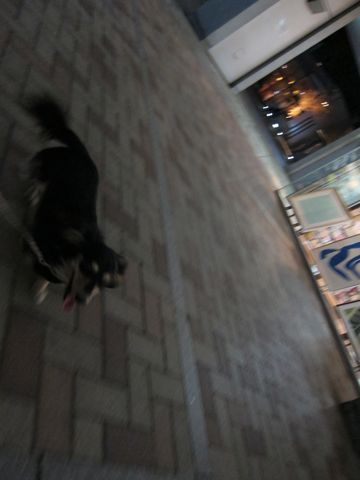 ダックストリミング東京ダックスフントカニヘン都内ペットホテル様子おさんぽ犬おあずかり料金文京区フントヒュッテ駒込かわいいカニヘンダックス画像hundehutte36.jpg