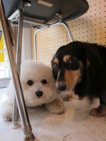 ダックストリミング東京ダックスフントカニヘン都内ペットホテル様子おさんぽ犬おあずかり料金文京区フントヒュッテ駒込かわいいカニヘンダックス画像hundehutte37.jpg