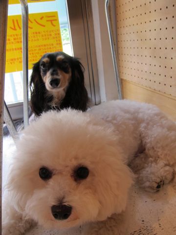 ダックストリミング東京ダックスフントカニヘン都内ペットホテル様子おさんぽ犬おあずかり料金文京区フントヒュッテ駒込かわいいカニヘンダックス画像hundehutte38.jpg