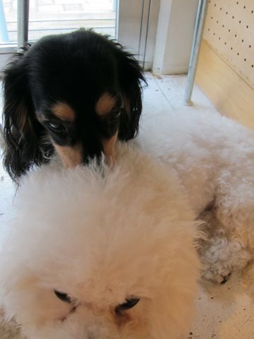 ダックストリミング東京ダックスフントカニヘン都内ペットホテル様子おさんぽ犬おあずかり料金文京区フントヒュッテ駒込かわいいカニヘンダックス画像hundehutte39.jpg