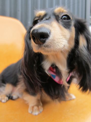 ダックストリミング東京ダックスフントカニヘン都内ペットホテル様子おさんぽ犬おあずかり料金文京区フントヒュッテ駒込かわいいカニヘンダックス画像hundehutte40.jpg