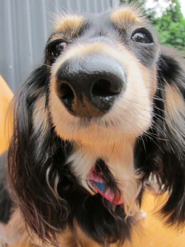 ダックストリミング東京ダックスフントカニヘン都内ペットホテル様子おさんぽ犬おあずかり料金文京区フントヒュッテ駒込かわいいカニヘンダックス画像hundehutte41.jpg
