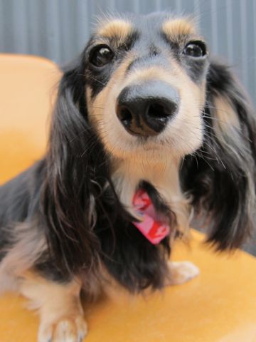 ダックストリミング東京ダックスフントカニヘン都内ペットホテル様子おさんぽ犬おあずかり料金文京区フントヒュッテ駒込かわいいカニヘンダックス画像hundehutte42.jpg