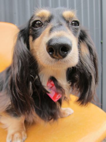 ダックストリミング東京ダックスフントカニヘン都内ペットホテル様子おさんぽ犬おあずかり料金文京区フントヒュッテ駒込かわいいカニヘンダックス画像hundehutte43.jpg