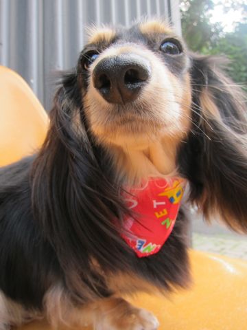ダックストリミング東京ダックスフントカニヘン都内ペットホテル様子おさんぽ犬おあずかり料金文京区フントヒュッテ駒込かわいいカニヘンダックス画像hundehutte44.jpg