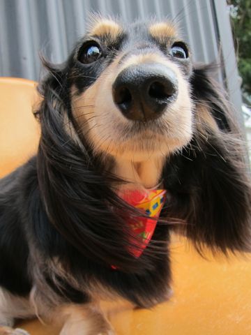 ダックストリミング東京ダックスフントカニヘン都内ペットホテル様子おさんぽ犬おあずかり料金文京区フントヒュッテ駒込かわいいカニヘンダックス画像hundehutte45.jpg
