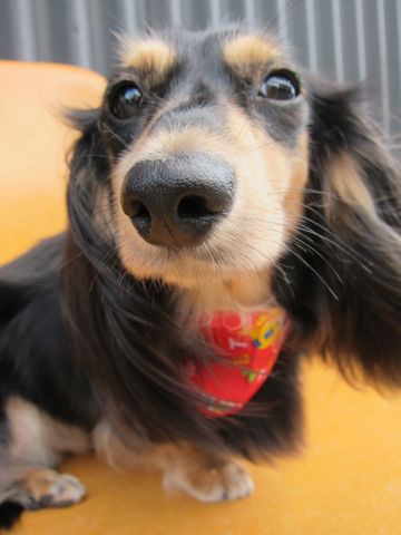 ダックストリミング東京ダックスフントカニヘン都内ペットホテル様子おさんぽ犬おあずかり料金文京区フントヒュッテ駒込かわいいカニヘンダックス画像hundehutte46.jpg