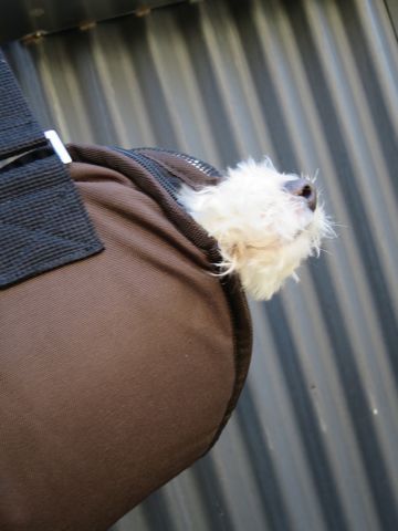 ホテル犬駒込フントヒュッテ東京ペットホテル文京区犬おあずかり様子おさんぽペットホテル料金ビションフリーゼトリミング画像ビションフリーゼカット都内7.jpg
