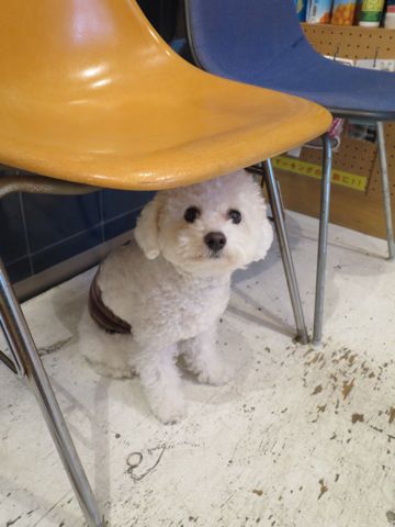 ホテル犬駒込フントヒュッテ東京ペットホテル文京区犬おあずかり様子おさんぽペットホテル料金ビションフリーゼトリミング画像ビションフリーゼカット都内8.jpg