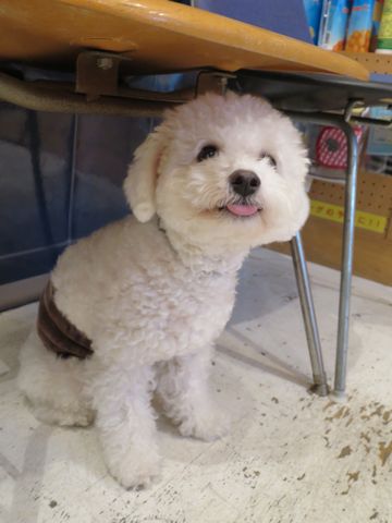 ホテル犬駒込フントヒュッテ東京ペットホテル文京区犬おあずかり様子おさんぽペットホテル料金ビションフリーゼトリミング画像ビションフリーゼカット都内9.jpg