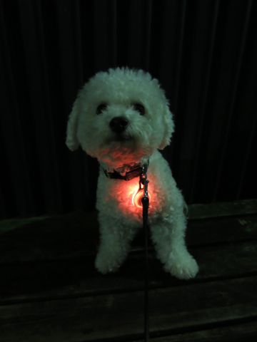 ホテル犬駒込フントヒュッテ東京ペットホテル文京区犬おあずかり様子おさんぽペットホテル料金ビションフリーゼトリミング画像ビションフリーゼカット都内10.jpg