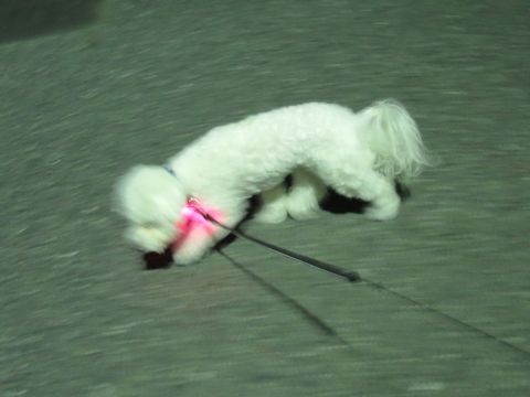 ホテル犬駒込フントヒュッテ東京ペットホテル文京区犬おあずかり様子おさんぽペットホテル料金ビションフリーゼトリミング画像ビションフリーゼカット都内11.jpg