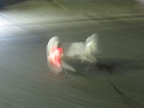 ホテル犬駒込フントヒュッテ東京ペットホテル文京区犬おあずかり様子おさんぽペットホテル料金ビションフリーゼトリミング画像ビションフリーゼカット都内12.jpg