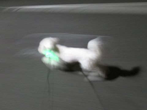 ホテル犬駒込フントヒュッテ東京ペットホテル文京区犬おあずかり様子おさんぽペットホテル料金ビションフリーゼトリミング画像ビションフリーゼカット都内14.jpg