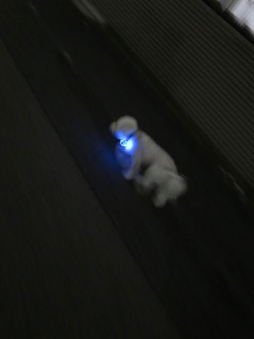 ホテル犬駒込フントヒュッテ東京ペットホテル文京区犬おあずかり様子おさんぽペットホテル料金ビションフリーゼトリミング画像ビションフリーゼカット都内15.jpg