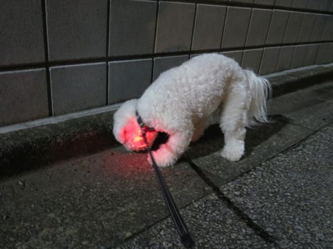 ホテル犬駒込フントヒュッテ東京ペットホテル文京区犬おあずかり様子おさんぽペットホテル料金ビションフリーゼトリミング画像ビションフリーゼカット都内17.jpg