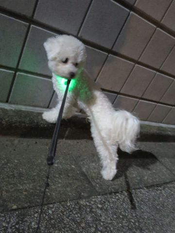 ホテル犬駒込フントヒュッテ東京ペットホテル文京区犬おあずかり様子おさんぽペットホテル料金ビションフリーゼトリミング画像ビションフリーゼカット都内19.jpg
