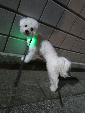 ホテル犬駒込フントヒュッテ東京ペットホテル文京区犬おあずかり様子おさんぽペットホテル料金ビションフリーゼトリミング画像ビションフリーゼカット都内20.jpg