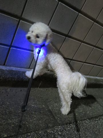 ホテル犬駒込フントヒュッテ東京ペットホテル文京区犬おあずかり様子おさんぽペットホテル料金ビションフリーゼトリミング画像ビションフリーゼカット都内21.jpg