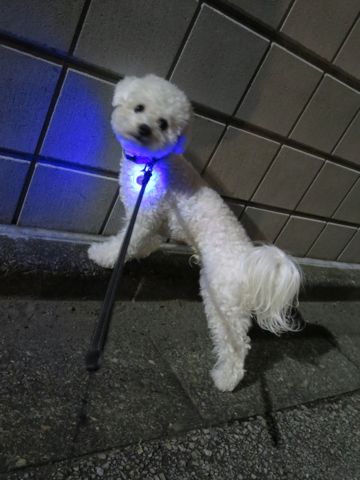 ホテル犬駒込フントヒュッテ東京ペットホテル文京区犬おあずかり様子おさんぽペットホテル料金ビションフリーゼトリミング画像ビションフリーゼカット都内22.jpg