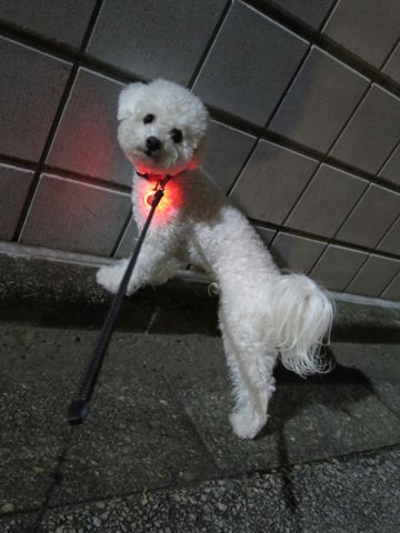 ホテル犬駒込フントヒュッテ東京ペットホテル文京区犬おあずかり様子おさんぽペットホテル料金ビションフリーゼトリミング画像ビションフリーゼカット都内23.jpg