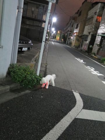 ホテル犬駒込フントヒュッテ東京ペットホテル文京区犬おあずかり様子おさんぽペットホテル料金ビションフリーゼトリミング画像ビションフリーゼカット都内24.jpg