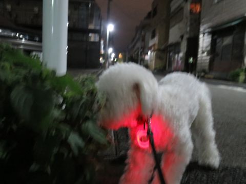 ホテル犬駒込フントヒュッテ東京ペットホテル文京区犬おあずかり様子おさんぽペットホテル料金ビションフリーゼトリミング画像ビションフリーゼカット都内25.jpg