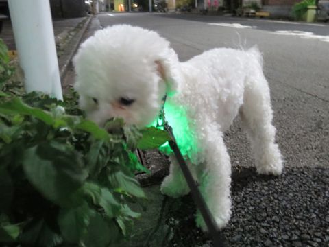 ホテル犬駒込フントヒュッテ東京ペットホテル文京区犬おあずかり様子おさんぽペットホテル料金ビションフリーゼトリミング画像ビションフリーゼカット都内26.jpg