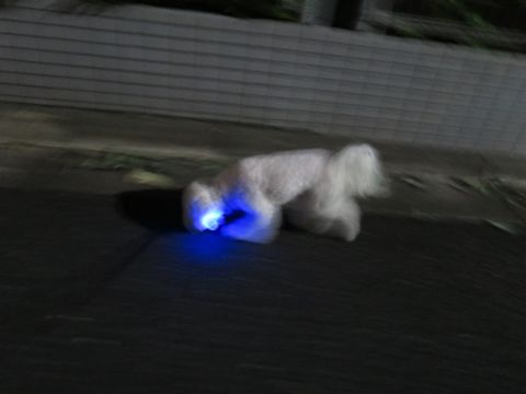 ホテル犬駒込フントヒュッテ東京ペットホテル文京区犬おあずかり様子おさんぽペットホテル料金ビションフリーゼトリミング画像ビションフリーゼカット都内28.jpg