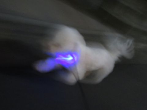 ホテル犬駒込フントヒュッテ東京ペットホテル文京区犬おあずかり様子おさんぽペットホテル料金ビションフリーゼトリミング画像ビションフリーゼカット都内30.jpg