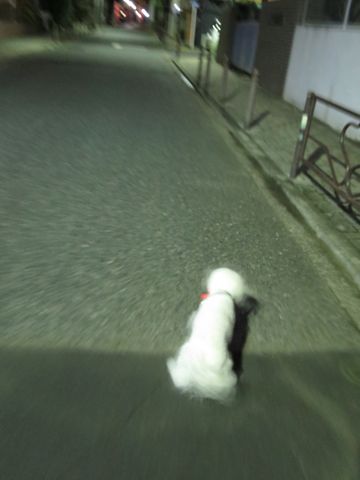 ホテル犬駒込フントヒュッテ東京ペットホテル文京区犬おあずかり様子おさんぽペットホテル料金ビションフリーゼトリミング画像ビションフリーゼカット都内31.jpg