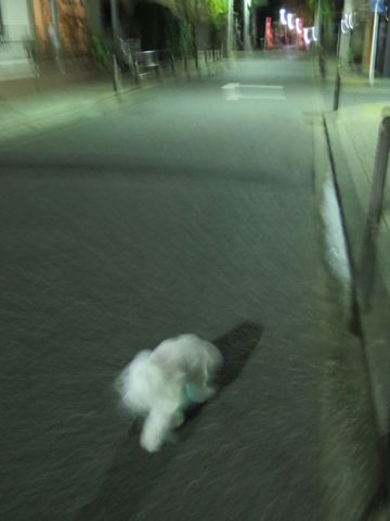 ホテル犬駒込フントヒュッテ東京ペットホテル文京区犬おあずかり様子おさんぽペットホテル料金ビションフリーゼトリミング画像ビションフリーゼカット都内32.jpg