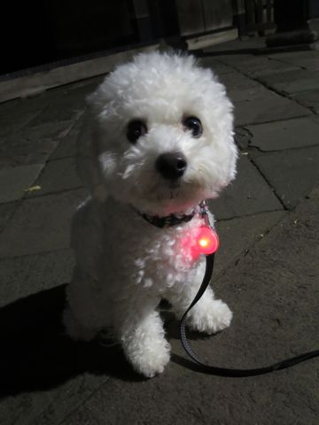ホテル犬駒込フントヒュッテ東京ペットホテル文京区犬おあずかり様子おさんぽペットホテル料金ビションフリーゼトリミング画像ビションフリーゼカット都内33.jpg