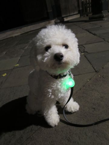 ホテル犬駒込フントヒュッテ東京ペットホテル文京区犬おあずかり様子おさんぽペットホテル料金ビションフリーゼトリミング画像ビションフリーゼカット都内34.jpg