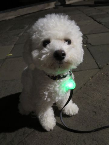 ホテル犬駒込フントヒュッテ東京ペットホテル文京区犬おあずかり様子おさんぽペットホテル料金ビションフリーゼトリミング画像ビションフリーゼカット都内35.jpg