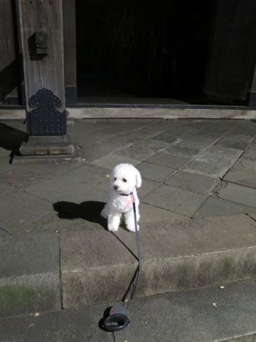 ホテル犬駒込フントヒュッテ東京ペットホテル文京区犬おあずかり様子おさんぽペットホテル料金ビションフリーゼトリミング画像ビションフリーゼカット都内36.jpg