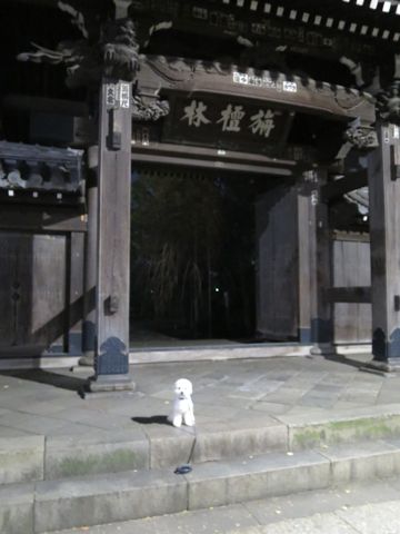 ホテル犬駒込フントヒュッテ東京ペットホテル文京区犬おあずかり様子おさんぽペットホテル料金ビションフリーゼトリミング画像ビションフリーゼカット都内37.jpg
