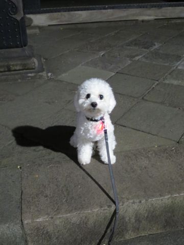 ホテル犬駒込フントヒュッテ東京ペットホテル文京区犬おあずかり様子おさんぽペットホテル料金ビションフリーゼトリミング画像ビションフリーゼカット都内39.jpg