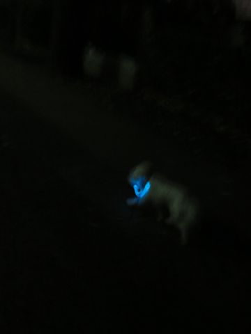 ホテル犬駒込フントヒュッテ東京ペットホテル文京区犬おあずかり様子おさんぽペットホテル料金ビションフリーゼトリミング画像ビションフリーゼカット都内41.jpg