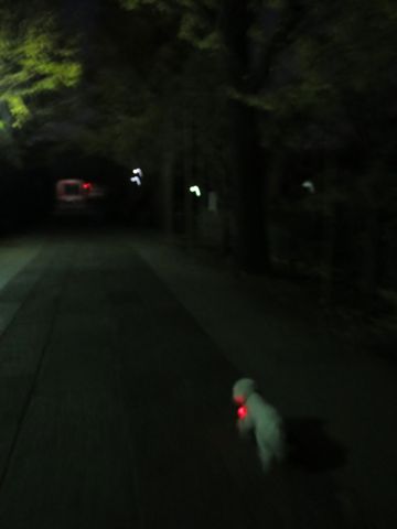 ホテル犬駒込フントヒュッテ東京ペットホテル文京区犬おあずかり様子おさんぽペットホテル料金ビションフリーゼトリミング画像ビションフリーゼカット都内42.jpg