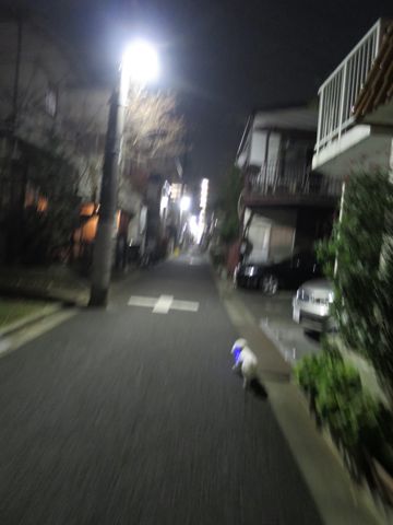 ホテル犬駒込フントヒュッテ東京ペットホテル文京区犬おあずかり様子おさんぽペットホテル料金ビションフリーゼトリミング画像ビションフリーゼカット都内44.jpg