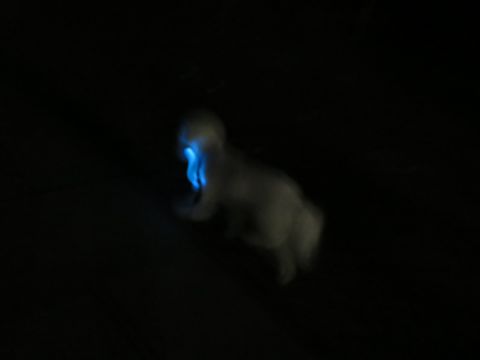ホテル犬駒込フントヒュッテ東京ペットホテル文京区犬おあずかり様子おさんぽペットホテル料金ビションフリーゼトリミング画像ビションフリーゼカット都内40.jpg