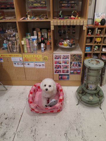 ホテル犬駒込フントヒュッテ東京ペットホテル文京区犬おあずかり様子おさんぽペットホテル料金ビションフリーゼトリミング画像ビションフリーゼカット都内45.jpg