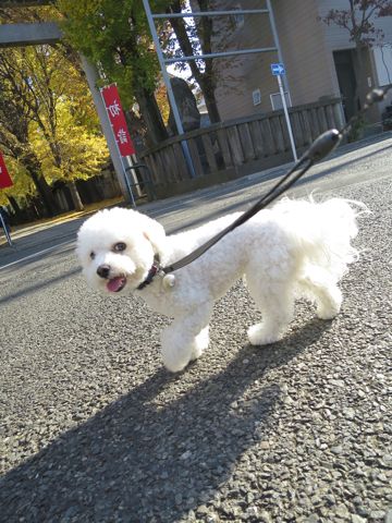 ホテル犬駒込フントヒュッテ東京ペットホテル文京区犬おあずかり様子おさんぽペットホテル料金ビションフリーゼトリミング画像ビションフリーゼカット都内46.jpg