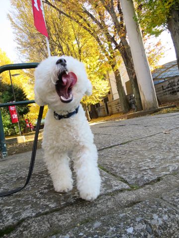 ホテル犬駒込フントヒュッテ東京ペットホテル文京区犬おあずかり様子おさんぽペットホテル料金ビションフリーゼトリミング画像ビションフリーゼカット都内47.jpg