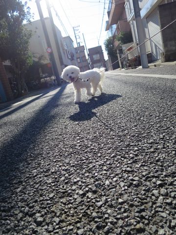 ホテル犬駒込フントヒュッテ東京ペットホテル文京区犬おあずかり様子おさんぽペットホテル料金ビションフリーゼトリミング画像ビションフリーゼカット都内48.jpg