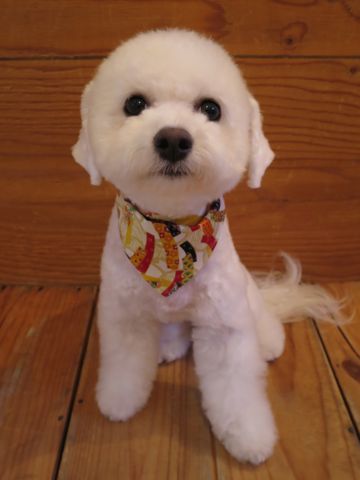 ホテル犬駒込フントヒュッテ東京ペットホテル文京区犬おあずかり様子おさんぽペットホテル料金ビションフリーゼトリミング画像ビションフリーゼカット都内49.jpg